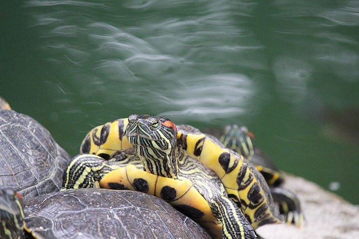 Tortuga en Kowloon Park