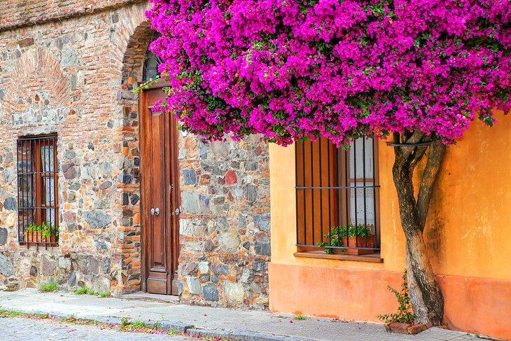 Bougainvillea en el barrio histórico de Colonia del Sacramento, Uruguay