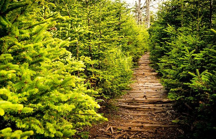 Sentier à travers la forêt sur le sentier du Gaff Point