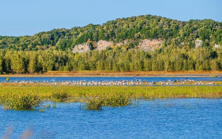 Humedales en Eagle Bluffs Conservation Area