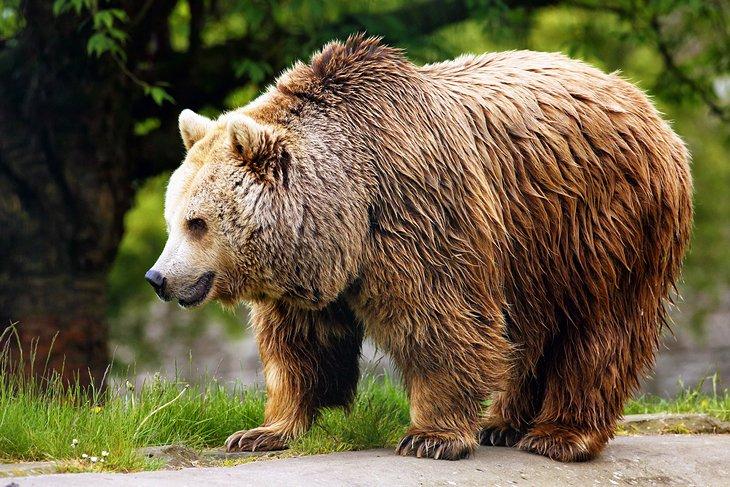 Oso pardo europeo
