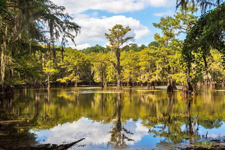 Arbres cyprès dans le parc d'État de Caddo Lake, Texas