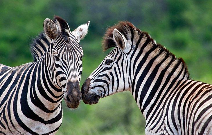 Parque Hluhluwe-iMfolozi