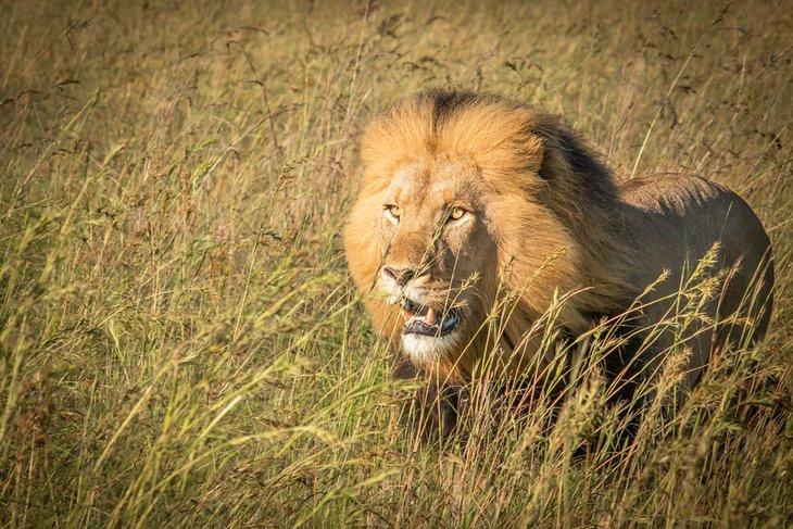 León macho en la Reserva de Caza Nambiti Privada