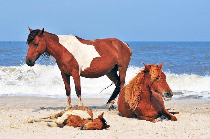 Caballos salvajes en la Isla Assateague