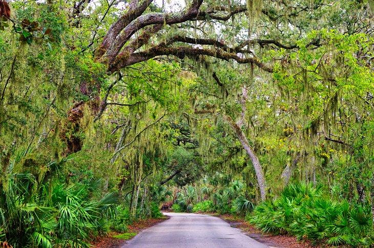 Musgo español colgando de los robles en Amelia Island