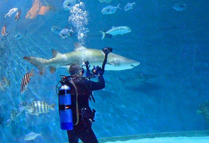 Acuario de Carolina del Norte