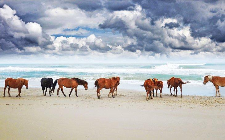 Caballos salvajes en la playa en Corolla
