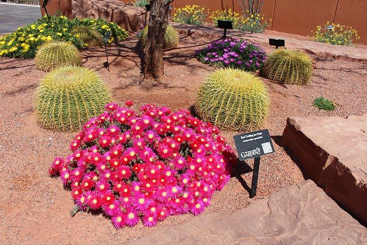 Jardín Desértico de Red Hills