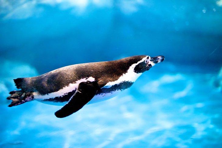 Pingouin Humboldt au zoo