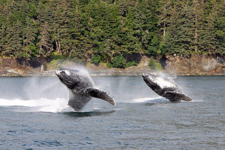 Baleines à bosse sautant près de Juneau