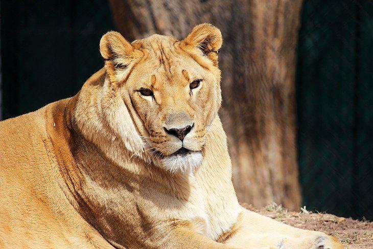 Zoo de Amarillo