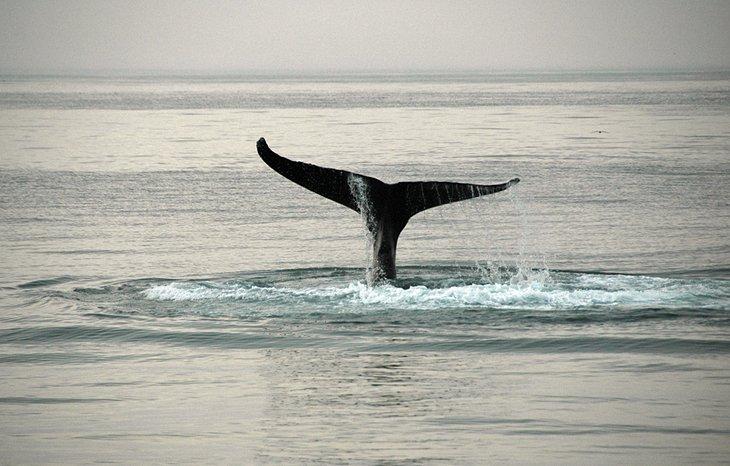 Observación de Ballenas