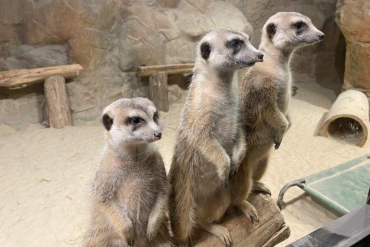 Suricatas en el Zoológico de Chattanooga