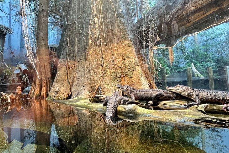 Acuario de Tennessee