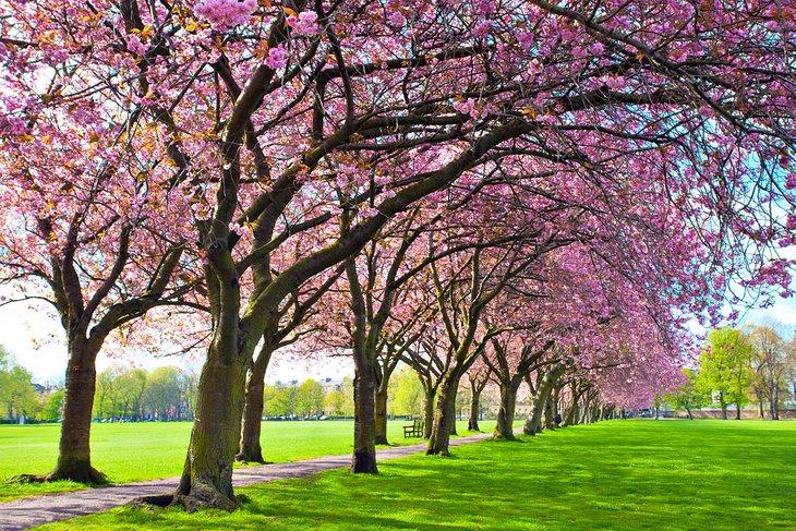 Cerezos en el Parque Meadows
