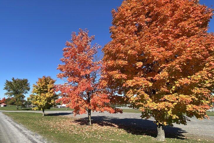 Couleurs d'automne à Bracebridge