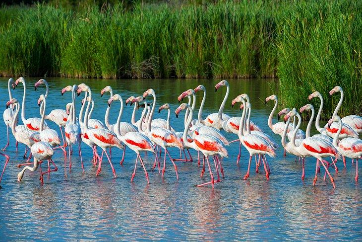 Parque Natural de Camarga