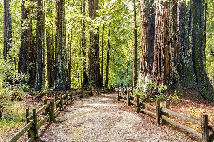 Séquoias dans le parc d'État Big Basin Redwoods