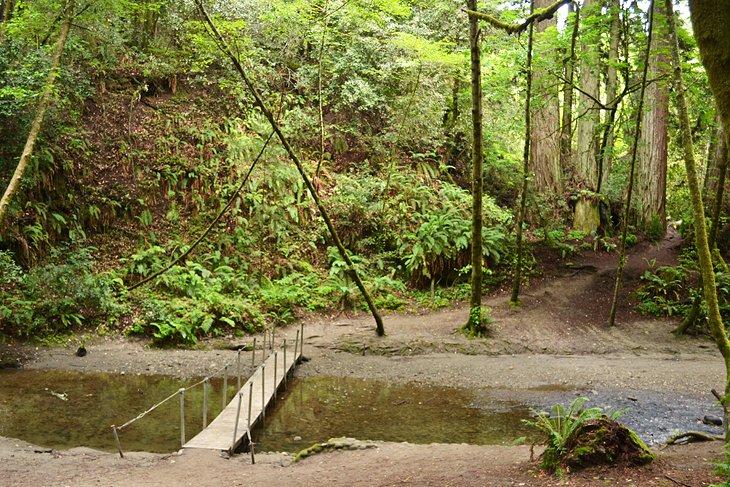 Sentier de randonnée dans la forêt de Nisene Marks State Park