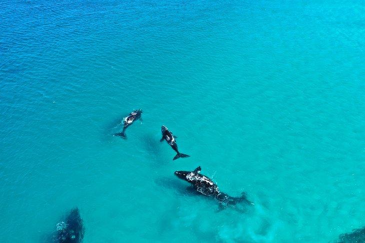 Observación de ballenas en Esperance