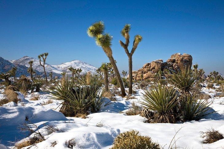 Parc national de Joshua Tree en hiver