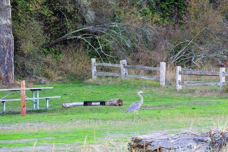 Garza azul en el campamento Spencer Spit