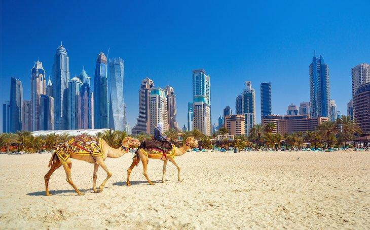 Camellos en la playa de Jumeirah en Dubái