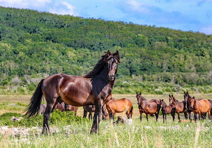 Caballos salvajes en el Santuario de Caballos Salvajes de las Colinas Negras