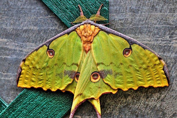 Polilla en la Casa de Mariposas Sertoma