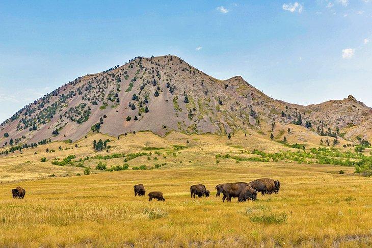 Bear Butte con bisontes