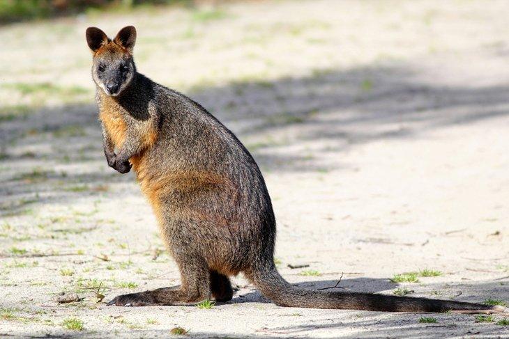 Swamp Wallaby