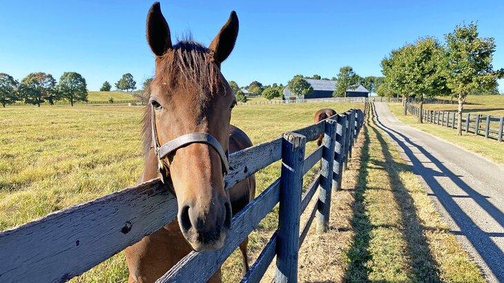Caballo amistoso en Mill Ridge Farm cerca de Lexington, Kentucky