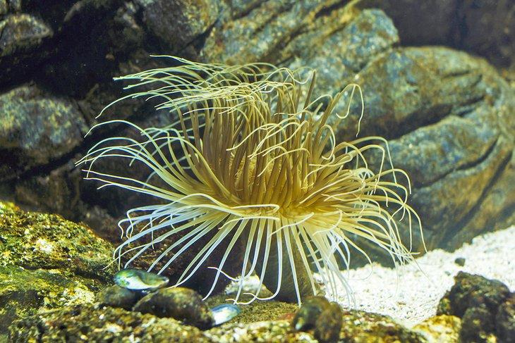 Anémona en Sea Life