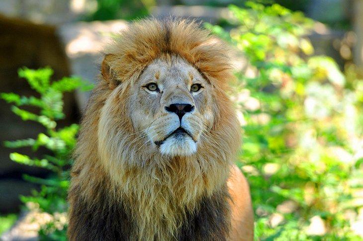 León en el zoológico de Hellabrunn