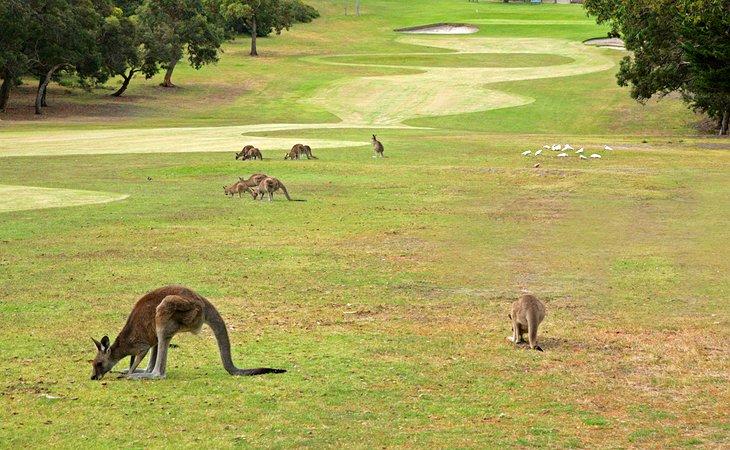 Golfen mit Kängurus