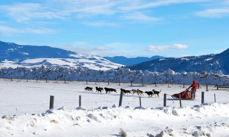 Perros en trineo en Jackson Hole