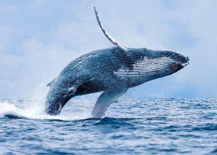 Baleine à bosse