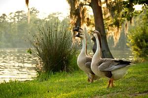 Atracciones y Cosas que Hacer en Lake Charles