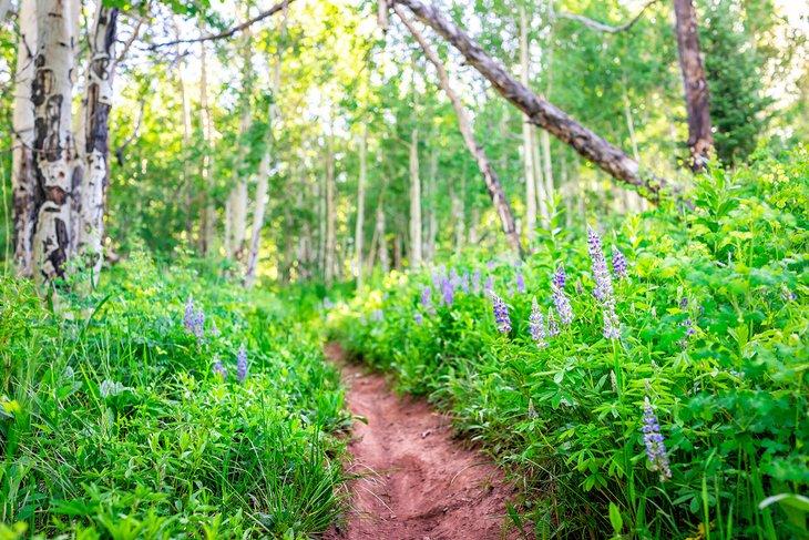 Flores silvestres a lo largo del Sendero Sunnyside en Aspen