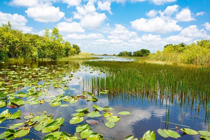 Everglades de Florida