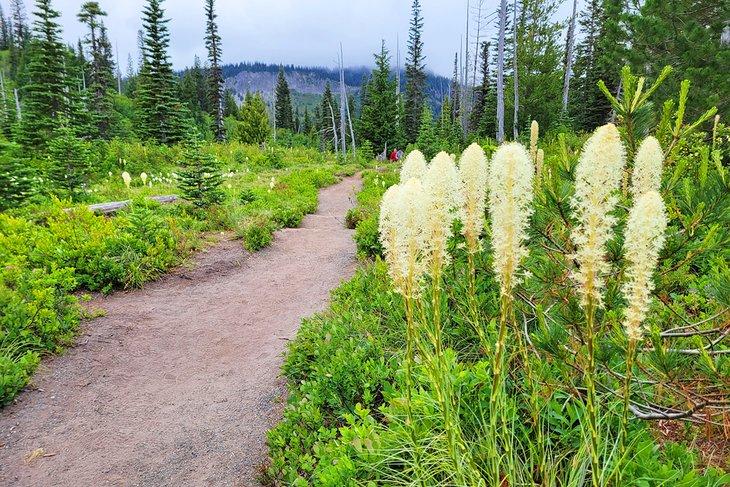 Beargrass entlang des Weges zu Bench und Snow Lakes