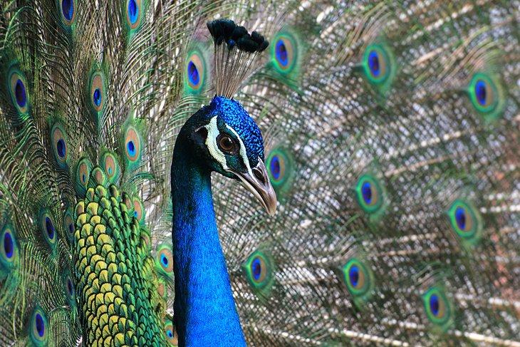 Zoo y Jardín Riverbanks