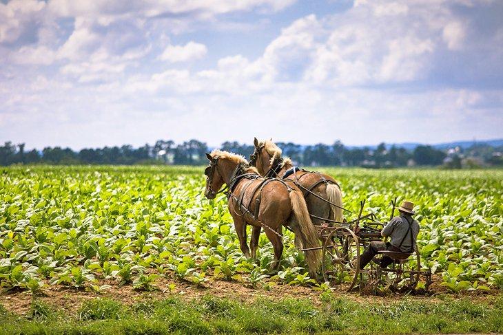 Un agricultor Amish en el País de los Amish de Pensilvania