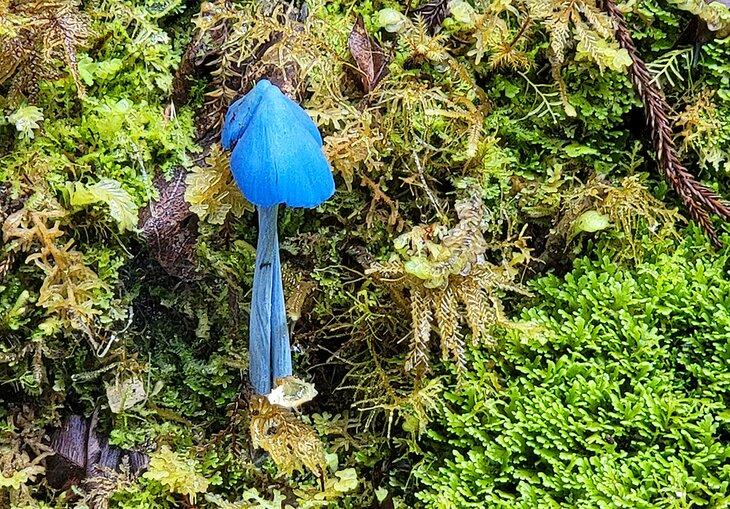 Champignons bluegill sur le sentier de randonnée du lac Matheson