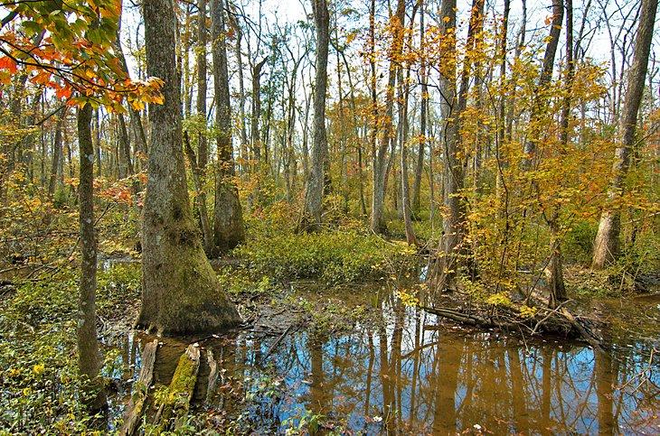 Centro Natural Bluebonnet Swamp