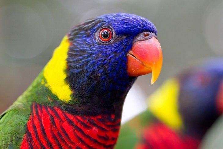 Lorikeet Arcoíris en el Zoológico de Baton Rouge