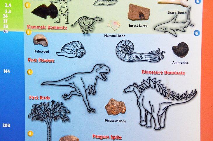 Exhibición en el Museo de Ciencias Naturales de LSU