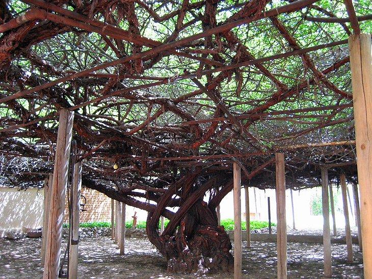 Rose tree at the Rose Tree Museum
