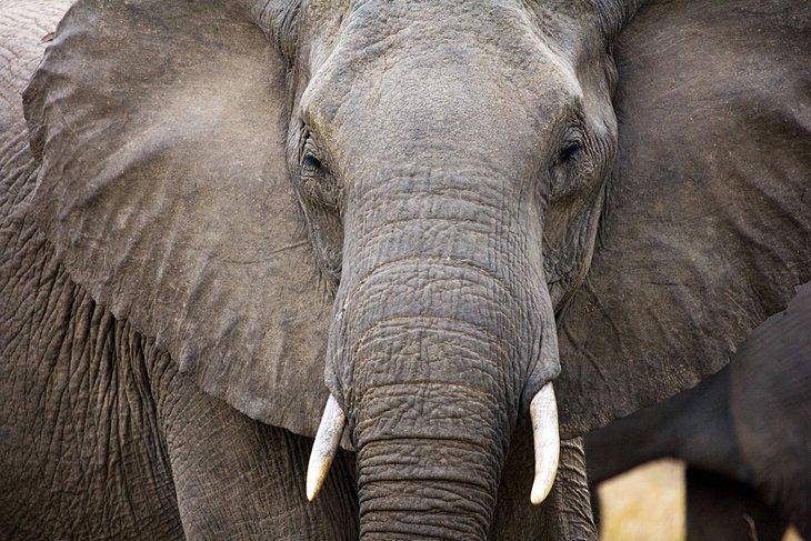 Éléphant